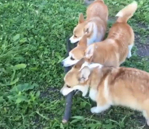 ▲▼最「基」隊友!3柯基咬長樹枝 癱地吐舌:我們很棒吧!。(圖/取自臉書粉絲專頁 Happy Dogs)