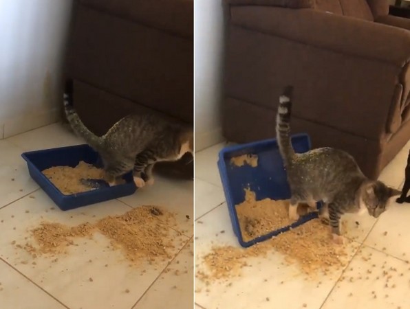 ▲▼貓上廁所打翻砂盆2次 跌倒裝沒事撥砂…最後還拉在地上。(圖/取自臉書粉絲專頁 Cats My Life)