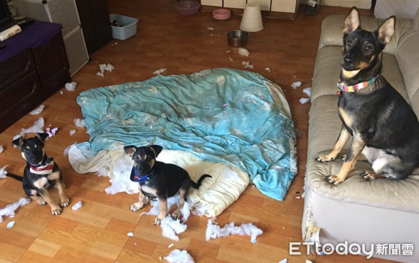 ▲聖誕節佈置!米克斯啃爛3條網路線 還帶弟妹讓家裡「下雪」。(圖/網友呂阜為提供)