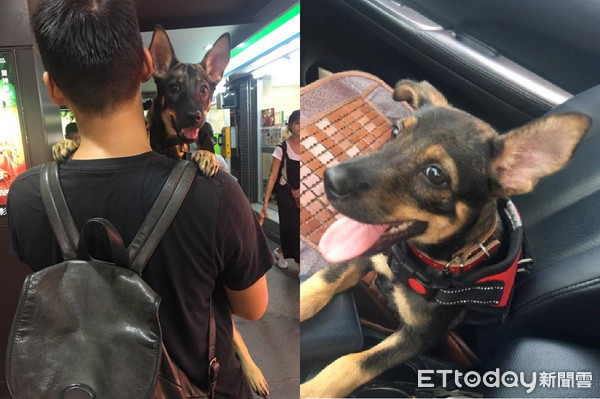 ▲聖誕節佈置!米克斯啃爛3條網路線 還帶弟妹讓家裡「下雪」。(圖/網友呂阜為提供)