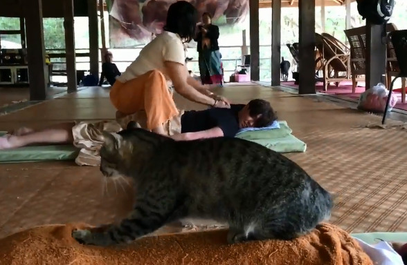 ▲人客,力道可以嗎?喵員工賣力按摩屁屁 網暴動:想被揉。(圖/翻攝自Cats My Life粉專)