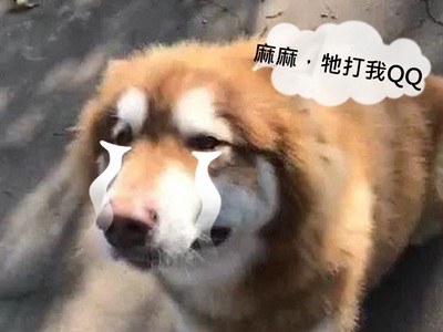 阿拉斯加犬被小貴賓犬呼兩巴掌，強忍堅強走遠後才哭到全身抖