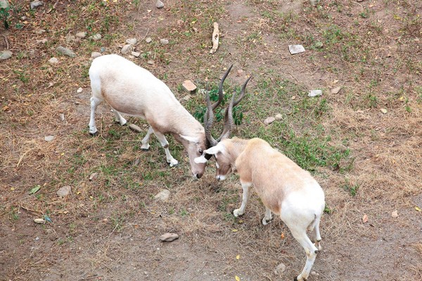 弓角羚羊原生長在非洲大草原，在池上逐漸恢復本性，在草地中不斷奔跑互撞。