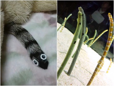 「野生花園鰻」活跳跳鑽上床單！原來是貓主子尾巴長了眼睛