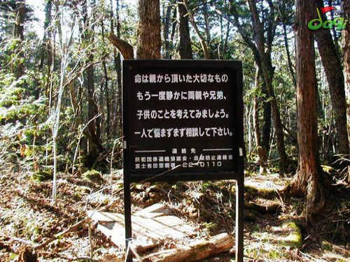 ▲▼日本青木原樹海。（圖／翻攝自推特，abcde4963）