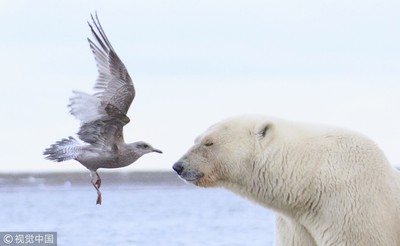 胖丁呷麵｜吹冷氣跟北極熊到底有何鬼關聯？