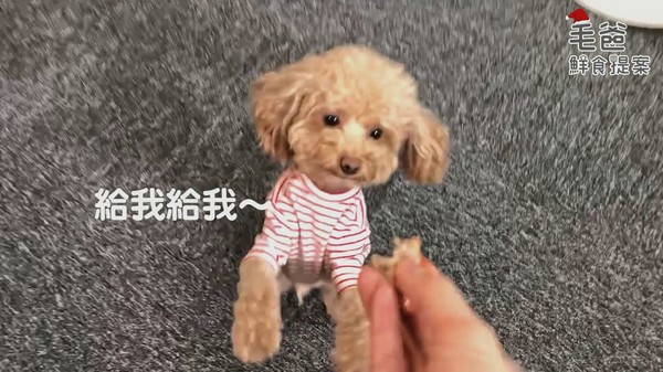 【毛爸鮮食提案】聖誕老公公的秘密配方~經典紅醬肉丸(圖/毛起來 MaoUp)