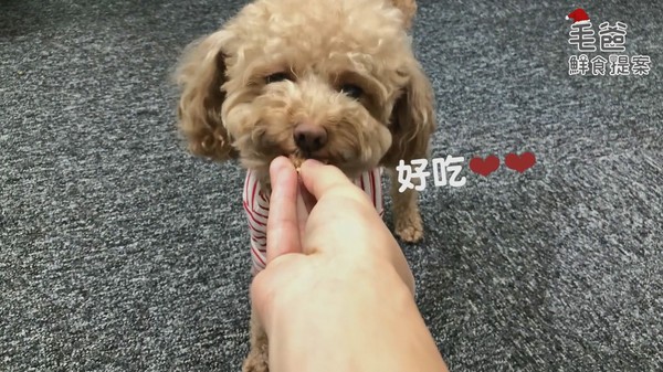 【毛爸鮮食提案】聖誕老公公的秘密配方~經典紅醬肉丸(圖/毛起來 MaoUp)