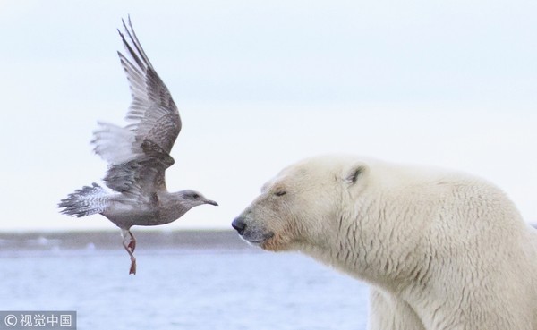 ▲海鷗撲向北極熊，北極熊卻慈祥的閉上眼。（圖／CFP）