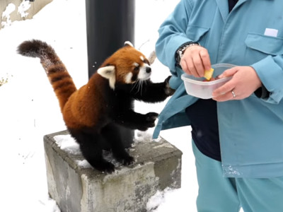 小貓熊被餵食「勾勾纏討抱抱」！大雪中蓬鬆毛球，好想狠狠抱緊牠