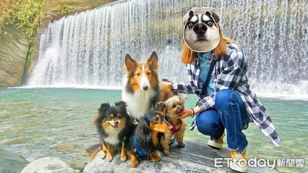 ▲喜樂蒂仗勢欺貓 英短爆氣反擊:哥靠臉吃飯(圖/粉絲團曬毛孩魔人×貓狗大宅門×授權提供。)