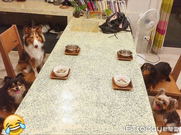 ▲喜樂蒂仗勢欺貓 英短爆氣反擊:哥靠臉吃飯(圖/粉絲團曬毛孩魔人×貓狗大宅門×授權提供。)