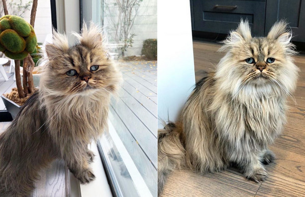 ▲把跨年睡掉!萌貓睡到毛亂翹 眼神渙散疑惑:已經2018了?(圖/翻攝自Instagram:barnaby_persian)