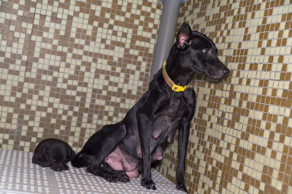 ▲新北市元旦開放申請結紮補助 「名額分配」錯過再等1年!(圖/新北市動保處提供)