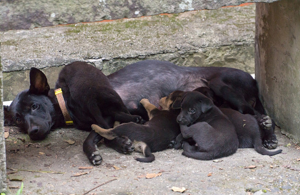 ▲新北市元旦開放申請結紮補助 「名額分配」錯過再等1年!(圖/新北市動保處提供)
