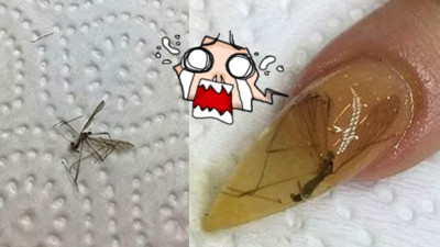蚊子屍體別丟！網美DIY「琥珀指甲」，第一步驟：啪！