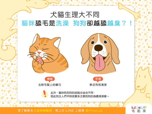 【犬貓生理大不同】貓咪舔毛是洗澡,狗狗卻越舔越臭!?(圖/毛起來 MaoUp)