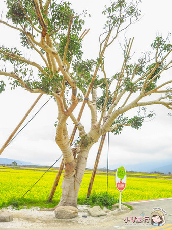 ▲伯朗大道油菜花海。（圖／Travel with V 小V旅行提供）