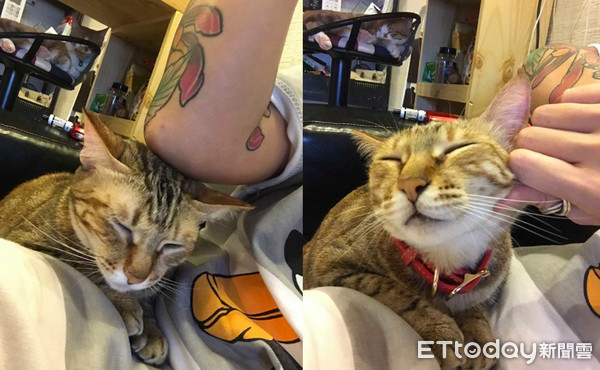 ▲拿白襪來充數?饅頭忘記冰被被主子「神掉包」 媽笑到歪腰。(圖/網友Aibo Lin授權提供)