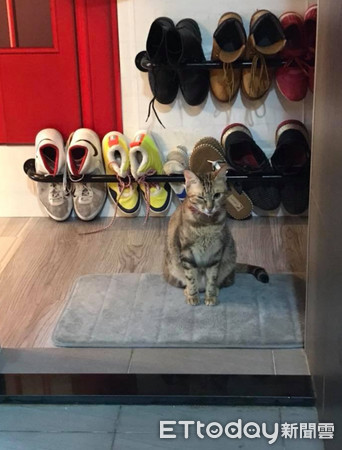 ▲拿白襪來充數?饅頭忘記冰被被主子「神掉包」 媽笑到歪腰。(圖/網友Aibo Lin授權提供)