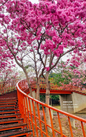 ▲台中紅花風鈴木。（圖／攝影師《飛翔在天際》提供。）