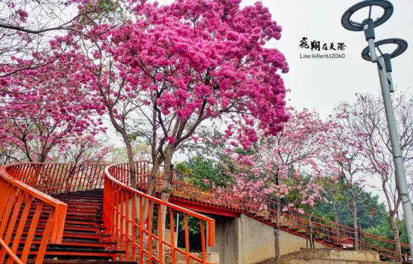 ▲台中紅花風鈴木。（圖／攝影師《飛翔在天際》提供。）