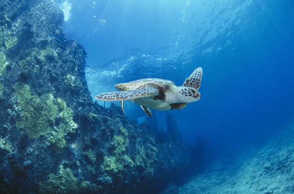 ▲大堡礁北方海域雌性綠蠵龜高達２０萬隻。（圖／達志影像）