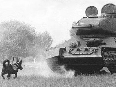 二戰「反坦克犬」綁炸彈自殺攻擊　可是狗狗..會跑向主人啊