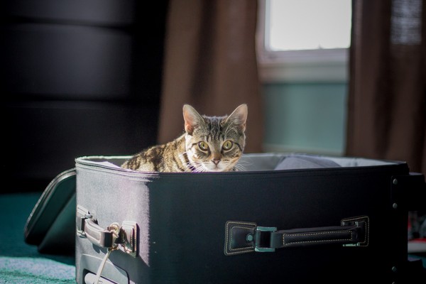 貓咪被裝在行李箱託運。（圖／CC0圖庫）