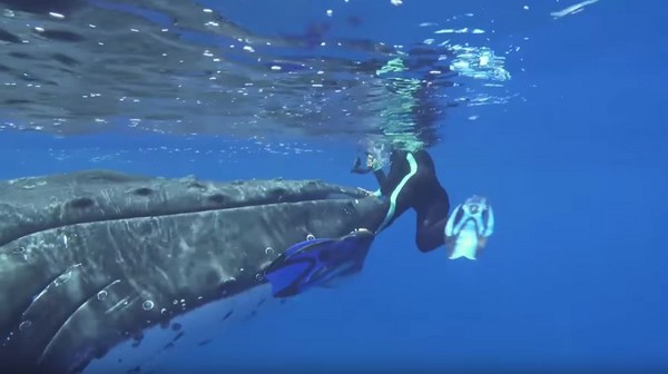 ▲▼ 鯊魚來襲！一隻重達5萬磅、14公尺長的超暖心為了保護63歲鯨魚生物專家楠（Nan Hauser），把她藏在鰭下。（圖／翻攝自Youtube）