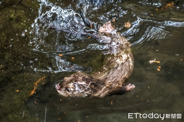 小爪水獺寶寶。（圖／台北市立動物園提供）