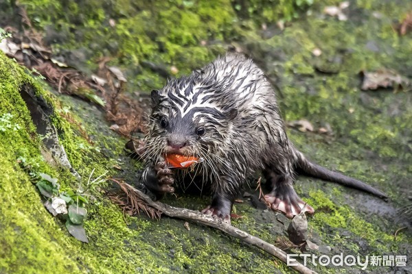 小爪水獺寶寶。（圖／台北市立動物園提供）