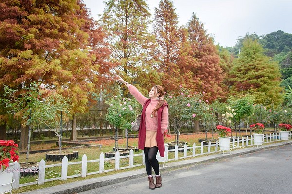 ▲雲林古坑蘿莎玫瑰莊園。（圖／滿分的旅遊札記提供）