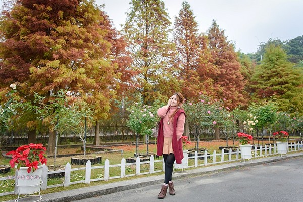 ▲雲林古坑蘿莎玫瑰莊園。（圖／滿分的旅遊札記提供）