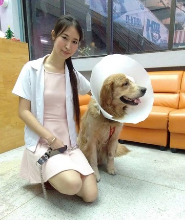黃金獵犬受傷自己到醫院求救。（圖／翻攝自Petto` Street）