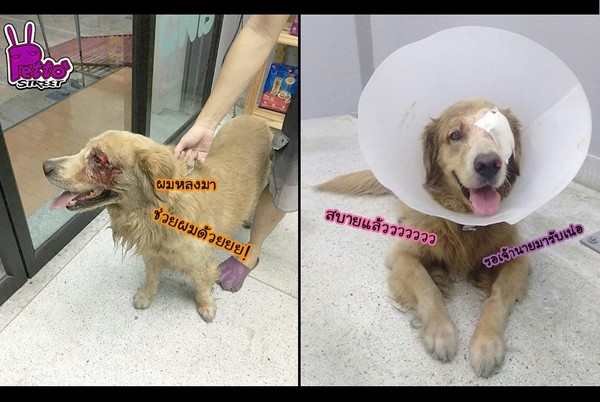 黃金獵犬受傷自己到醫院求救。（圖／翻攝自Petto` Street）