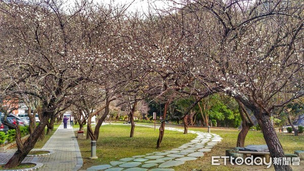 ▲▼花蓮太魯閣天祥地區梅花。（圖／太魯閣晶英酒店提供）