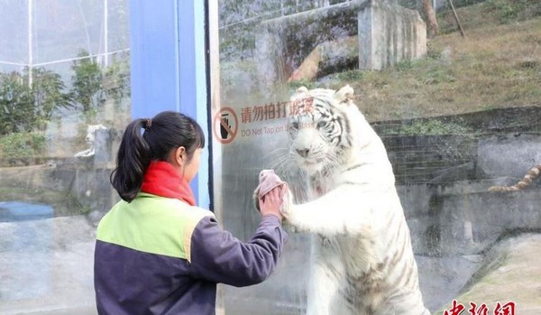 ▲▼白虎隔著玻璃窗模仿飼養員。（圖／翻攝自中新網）