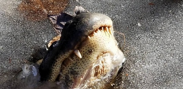 ▲▼鱷魚冰封湖中只露嘴巴鼻子,「牠在冬眠」。（圖／翻攝自Shallotte River Swamp Park）