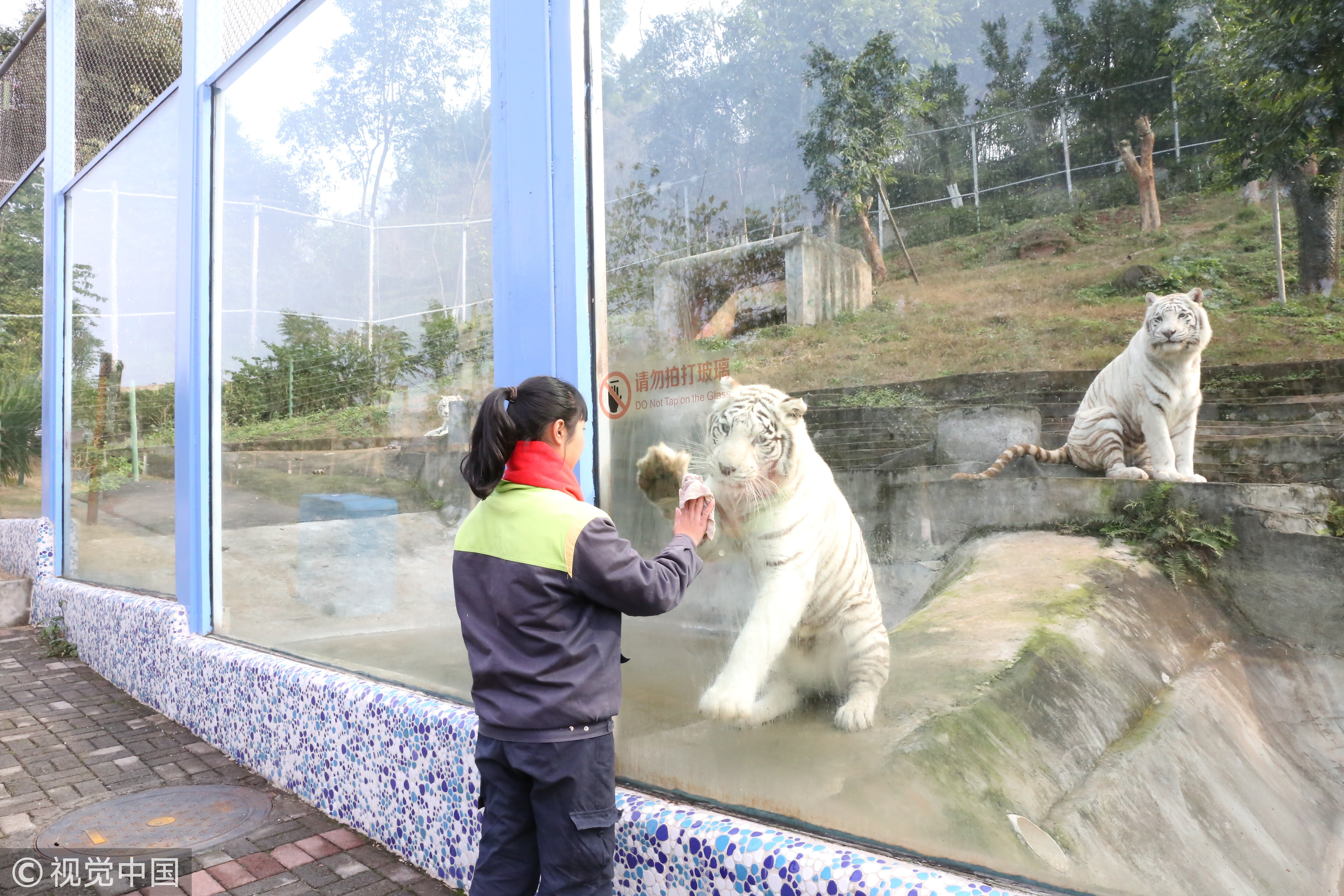 ▲▼重慶野生動物園白虎。（圖／視覺中國）