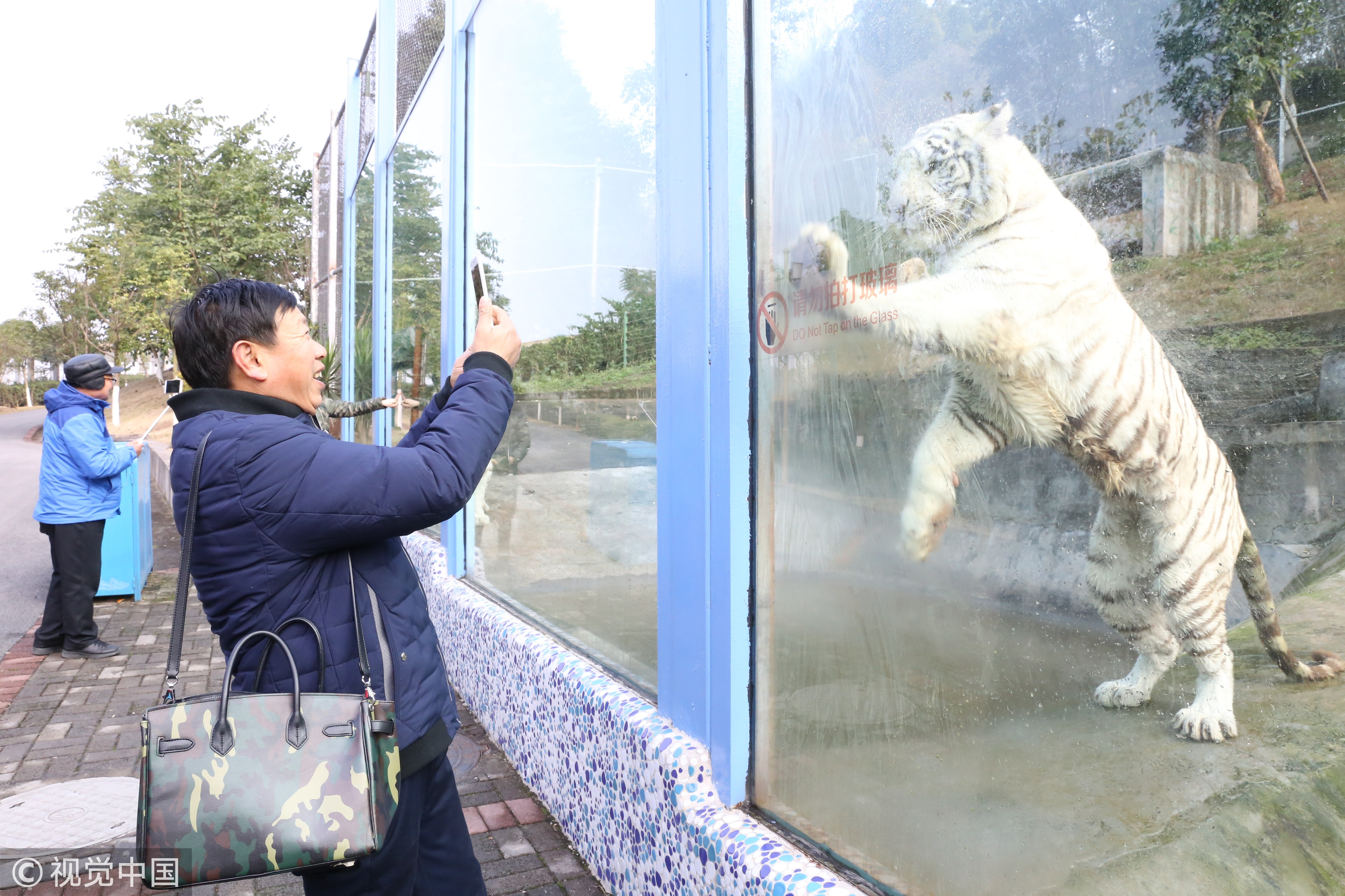 ▲▼重慶野生動物園白虎。（圖／視覺中國）