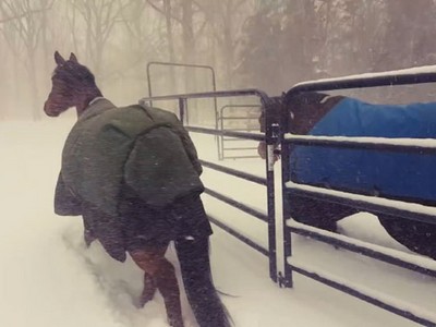 他的馬雪特大！下雪放風冷到爆，馬兒神同步轉頭衝回家