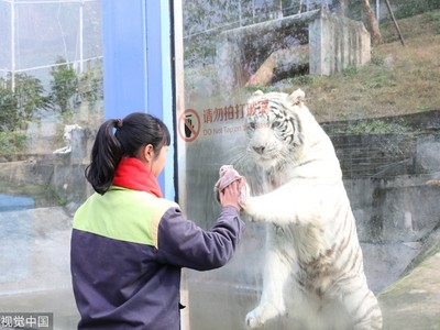 重慶白虎「舉手擦玻璃」！模仿飼育員神同步，你越擦越髒了啦