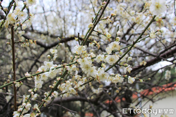 ▲（圖／台北市公園處　陳正祥攝）