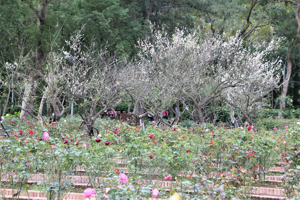 ▲（圖／台北市公園處　李佳佳攝）