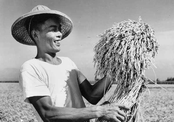 ▲▼以農立國,台灣。(Photo by pohao liu/Flickr)https://flic.kr/p/21RHo6Q