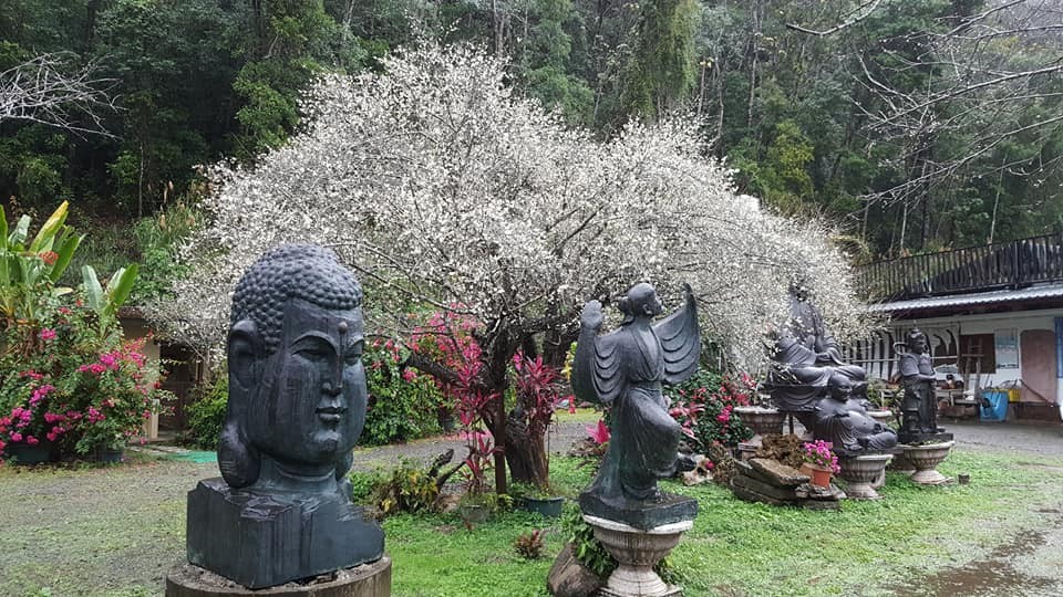 ▲苗栗鬍鬚梅園文物館。（圖／翻攝自鬍鬚梅園文物館粉絲專頁）