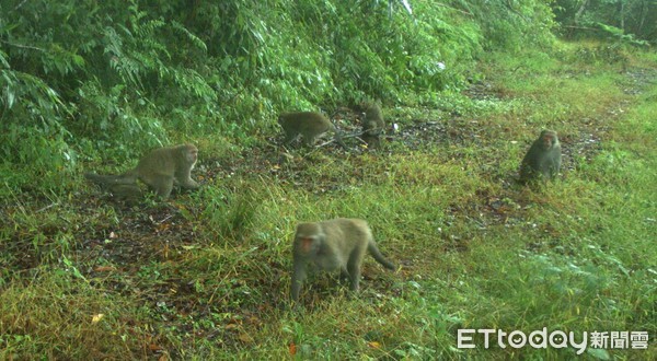 台東林管處於利嘉野生動物重要棲息環境之紅外數位攝影機擷取紀錄影像時，驚喜發現台灣黑熊漫步在林道上，這是近年來該區域首次台灣黑熊的影像紀錄資料，也顯示現該區域野生動物保育成果頗有成效。（圖／台東林管處提供）