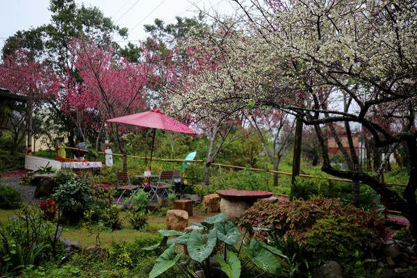此時「古迷思咖啡屋」戶外庭園櫻梅同時盛開。