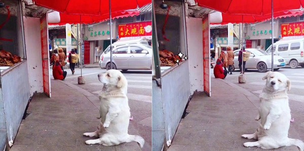 老闆，保護費交出來啊！胖白狗屁股坐地　為了雞腿我可以等～（圖／翻攝自微博：3217179555）